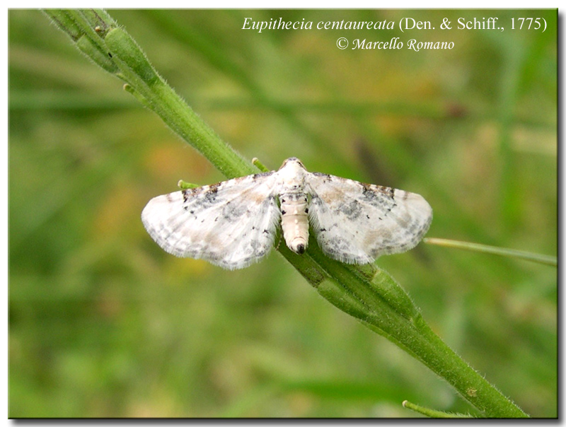 Eupithecia gratiosata (Geometridae)